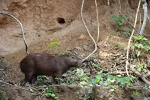 Tambopata Prints: Capybara Hydrochoerus hydrochaeris at a clay lick on banks of river at Tambopata