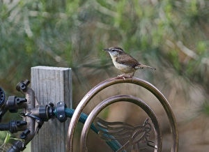 Carolina Wren Throthorus ludovicianus nesting in hanging basket in garden Cape May Carolina Wren Throthorus ludovicianus nesting in hanging basket in garden Cape May
