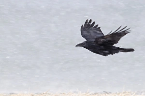 Carrion Crow Corvus corone flying in a blizzard Hokkaido Japan Carrion Crow Corvus corone flying in a blizzard Hokkaido Japan