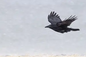 Japan Prints: Carrion Crow Corvus corone flying in a blizzard Hokkaido Japan