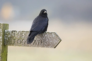 Carrion Crow Corvus corone on footpath sign Northumberland winter Carrion Crow Corvus corone on footpath sign Northumberland winter