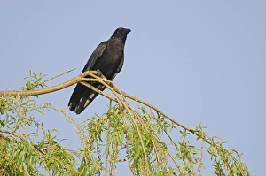 Crow Prints: Carrion Crow Corvus corone Kent spring