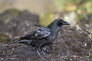 Crow Prints: Carrion Crow Corvus corone Norfolk November