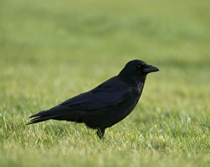 Carrion Crow Corvus corone Northumberland UK