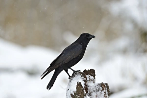 Carrion Crow Corvus corone showing nictating membrane Norfolk Carrion Crow Corvus corone showing nictating membrane Norfolk