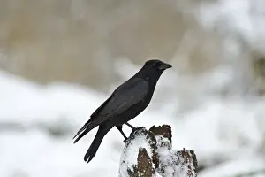 Crow Prints: Carrion Crow Corvus corone showing nictating membrane Norfolk