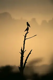 Dawn Prints: Carrion Crows, Corvus corone, group at dawn, Kent, UK