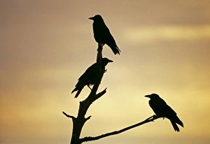Crow Prints: Carrion Crows, Corvus corone, silhouetted at dawn, Kent, UK