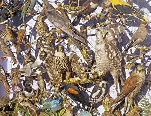 Images Dated 2008: Part of a case of stuffed birds collected around Earlham in North Norfolk in the 1880 s