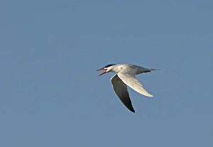 Caspian Tern Sterna caspia Salton Sea California USA April calling Caspian Tern Sterna caspia Salton Sea California USA April calling