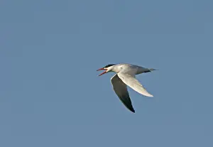 Calling Prints: Caspian Tern Sterna caspia Salton Sea California USA April calling