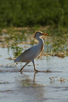 Cattle Egret Bubulcus ibis in breeding plumage California April Cattle Egret Bubulcus ibis in breeding plumage California April