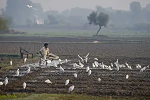 Cattle Egret (Bubulcus ibis) feeding around people working in fields Uttar Pradesh