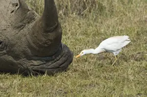 Nakuru Prints: Cattle Egret Bubulcus ibis feeding around White Rhino Lake Nakuru Kenya July