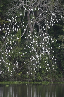 Roost Prints: Cattle Egret Bubulus ibis roost in Peten Guatemala