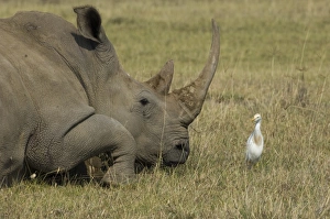White Rhino Lake Nakuru Kenya