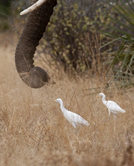Cattle Egrets Bubulcus ibis feeding around elephants Samburu Kenya Cattle Egrets Bubulcus ibis feeding around elephants Samburu Kenya