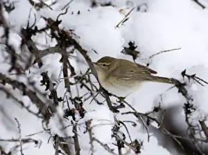 Caucasian Chiffchaff Phylloscopus collybita lorenzii Kazbegi Caucasus Georgia April
