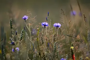 Plant Prints: Centaurea cyanus cornflower plant plants wild flower