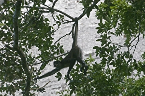 Central American Spider Monkey Ateles geoffroyi silhouetted against a Mayan Temple Central American Spider Monkey Ateles geoffroyi silhouetted against a Mayan Temple