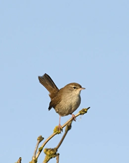 Cettis Warbler Cettia cetti Norfolk April