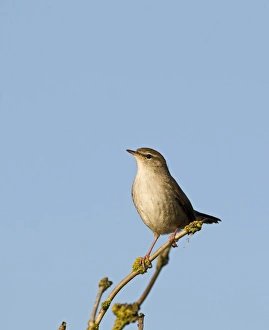 Warbler Prints: Cettis Warbler Cettia cetti Norfolk April