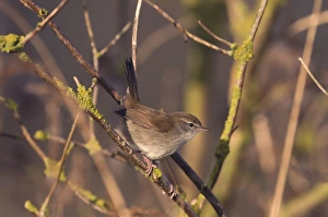 Cettis Warbler Cettia cetti Norfolk April