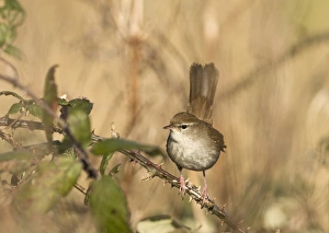 Cettis Warbler Cettia cetti Norfolk April