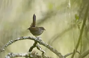 Warbler Prints: Cettis Warbler Cettia cettia Ferry Wood Norfolk Broads spring