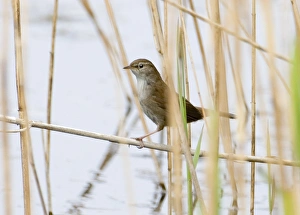 Warbler Prints: Cettis Warbler Cley Norfolk