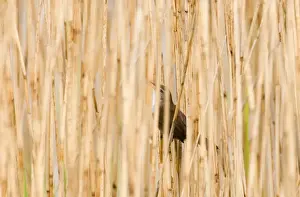 Reedbed Prints: Cettis Warbler in song hidden in reedbed Cley Norfolk spring