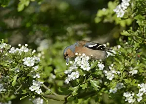 Male Prints: Chaffinch Fringila coelebs male on hawthorn hedge Norfolk May