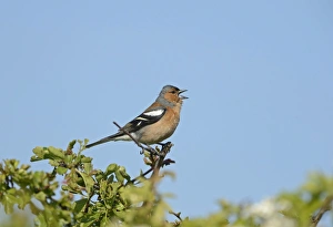 Chaffinch Fringila coelebs in song on hawthorn hedge Norfolk May Chaffinch Fringila coelebs in song on hawthorn hedge Norfolk May