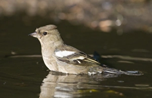 Chaffinch Fringilla coelebs female bathing in puddle Norfolk spring Chaffinch Fringilla coelebs female bathing in puddle Norfolk spring