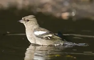 Bathe Prints: Chaffinch Fringilla coelebs female bathing in puddle Norfolk spring
