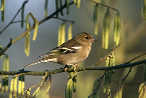 Finch Prints: Chaffinch, Fringilla coelebs, female, spring, UK