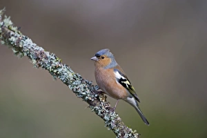 Male Prints: Chaffinch Fringilla coelebs in garden Norfolk winter