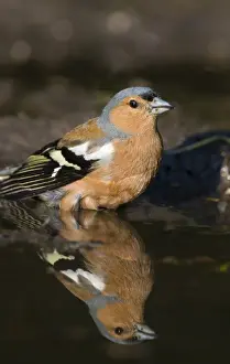 Drinking Prints: Chaffinch Fringilla coelebs male bathing / drinking in puddle Norfolk spring
