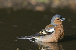 Chaffinch Fringilla coelebs male bathing in puddle Norfolk spring Chaffinch Fringilla coelebs male bathing in puddle Norfolk spring