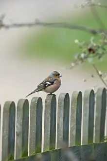 Finch Prints: Chaffinch Fringilla coelebs male on garden fence UK spring