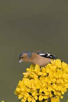 Chaffinch Fringilla coelebs male Norfolk April