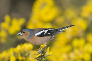 Finch Prints: Chaffinch Fringilla coelebs male Norfolk April