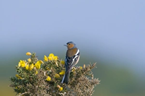 Chaffinch Fringilla coelebs male Norfolk April