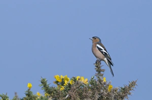 Chaffinch Fringilla coelebs male Norfolk April