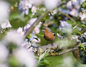 Images Dated 13th May 2006: Chaffinch Fringilla coelebs male in orchard may kent