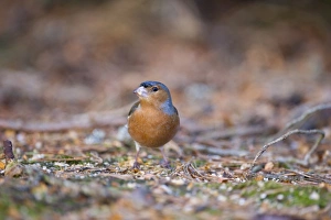Male Prints: Chaffinch Fringilla coelebs male Scotland winter
