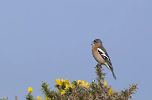 Chaffinch Fringilla coelebs male Norfolk April