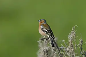 : Chaffinch Fringilla coelebs male in song Norfolk spring