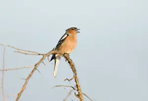 Sing Prints: Chaffinch Fringilla coelebs male in song Suffolk April