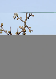 Finch Prints: Chaffinch Fringilla coelebs male Suffolk April